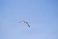 Beautiful shot of a northern gannet bird flying high above the sky Royalty Free Stock Photo