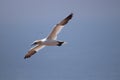 Beautiful shot of a northern gannet bird flying high above the sky Royalty Free Stock Photo