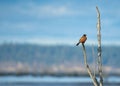 Beautiful shot of an orange robin bird perched on a tree branch near a lake