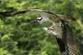 Beautiful shot of an Osprey in flight carrying fish in its talons Royalty Free Stock Photo