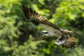 Beautiful shot of an Osprey in flight carrying fish in its talons Royalty Free Stock Photo