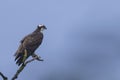 Beautiful shot of osprey perched on branch against blue sky Royalty Free Stock Photo