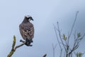 Beautiful shot of osprey perched on branch against blue sky Royalty Free Stock Photo