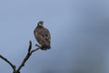 Beautiful shot of osprey perched on branch against blue sky Royalty Free Stock Photo