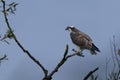 Beautiful shot of osprey perched on branch against blue sky Royalty Free Stock Photo