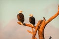 Beautiful shot of a pair of bald eagles perched on a branch