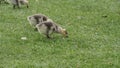 Beautiful shot of a pair of duckling eating grass on the ground