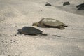 Beautiful shot of a pair of large tortoises sleeping in the sand