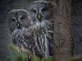 Beautiful shot of pair of owls looking from behind tree's trunk