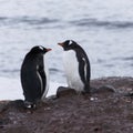 Beautiful shot of a pair of penguins on a seashore in Antarctica