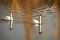 Beautiful shot of a pair of swans swimming in a pond Royalty Free Stock Photo