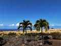 Beautiful shot of palm trees growing on the shore of Kailua-Kona, Hawaii