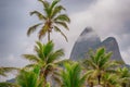 Beautiful shot of palm trees with iconic Dois Irmaos in Rio de Janeiro