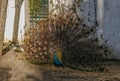 Beautiful shot of a Peacock courtship in a public park in Evora, Portugal