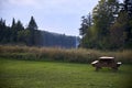 Beautiful shot of a picnic wooden table surrounded bt a forest and a grass field in Canada