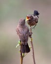 Pied bushchat saxicola caprata-juvenile feeding Royalty Free Stock Photo