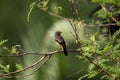 Pied bushchat saxicola caprata-juvenile Royalty Free Stock Photo