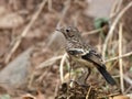 Pied bushchat saxicola caprata-juvenile Royalty Free Stock Photo