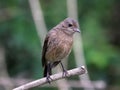 Pied bushchat saxicola caprata-juvenile Royalty Free Stock Photo