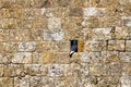 Beautiful shot of a pigeon resting in a brick wall Royalty Free Stock Photo
