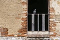 Beautiful shot of a pigeon standing at the window of an old house Royalty Free Stock Photo