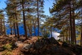 Beautiful shot of pine trees with lake Tinn in the background, Norway