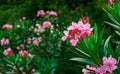 Beautiful shot of pink Nerium Oleander flower on blurred background of a garden Royalty Free Stock Photo