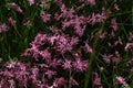 Beautiful shot of pink Ragged-Robin flowers in a meadow