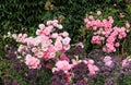 Beautiful shot of pink shrub roses on a flower garden