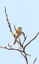 Plain prinia