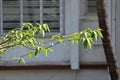 beautiful shot of a plant branch with greeny leaves Royalty Free Stock Photo