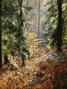 Beautiful shot of the plants with fall colors in the forest on a sunny day Royalty Free Stock Photo