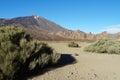Beautiful shot of the plants growing in Mount Teide in Canary Islands, Spain Royalty Free Stock Photo