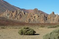 Beautiful shot of the plants growing in Mount Teide in Canary Islands, Spain Royalty Free Stock Photo