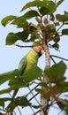 Plum headed parakeet