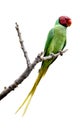 Plum headed parrot