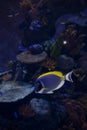 Beautiful shot of powder blue tang fish - aquarium photography Royalty Free Stock Photo