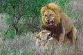 Beautiful shot of a powerful lion couple mating on a rural field in Kruger National Park