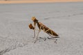 Beautiful shot of praying mantis in a concrete road with a blurred background Royalty Free Stock Photo