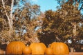 Beautiful shot of pumpkins with blurred trees and a blue sky in the background at daytime Royalty Free Stock Photo