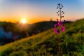 Beautiful shot of purple mullein with Zagajica hills in the background in Serbia