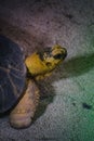 Beautiful shot of a radiated tortoise under the water Royalty Free Stock Photo