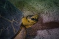 Beautiful shot of a radiated tortoise under the water Royalty Free Stock Photo