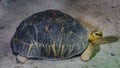 Beautiful shot of a radiated tortoise under the water Royalty Free Stock Photo