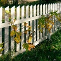 Beautiful shot of raspberry bushes in autumn colors by the picket fence Royalty Free Stock Photo