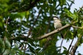 Beautiful shot of a Red-backed shrike bird hidden among the leaves of the tree