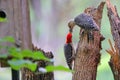 Beautiful shot of red bellied woodpecker male clinging to broken tree trunk feeding his female Royalty Free Stock Photo