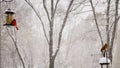 Beautiful shot of a red cardinal and northern cardinal birds on a winter day