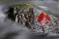 Beautiful shot of a red Maple leaf on a rock in Missouri Ozark stream