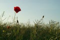 Beautiful shot of a red poppy flower in the field with a clear blue sky background Royalty Free Stock Photo